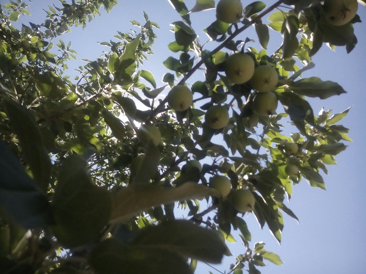 apple