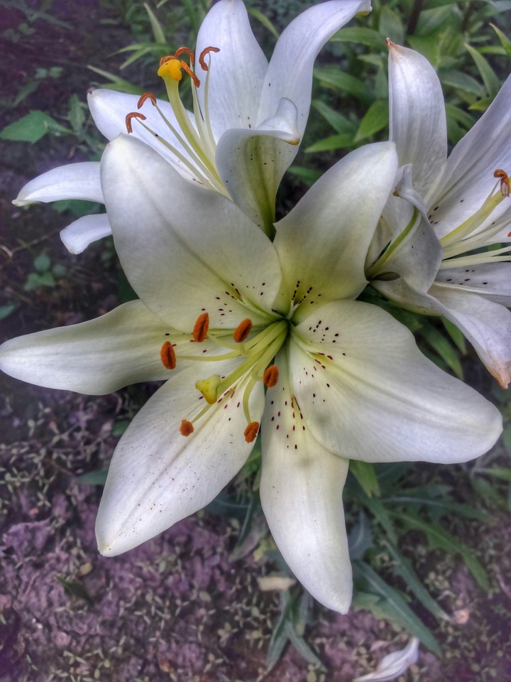 Lily
