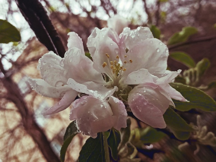Rainy