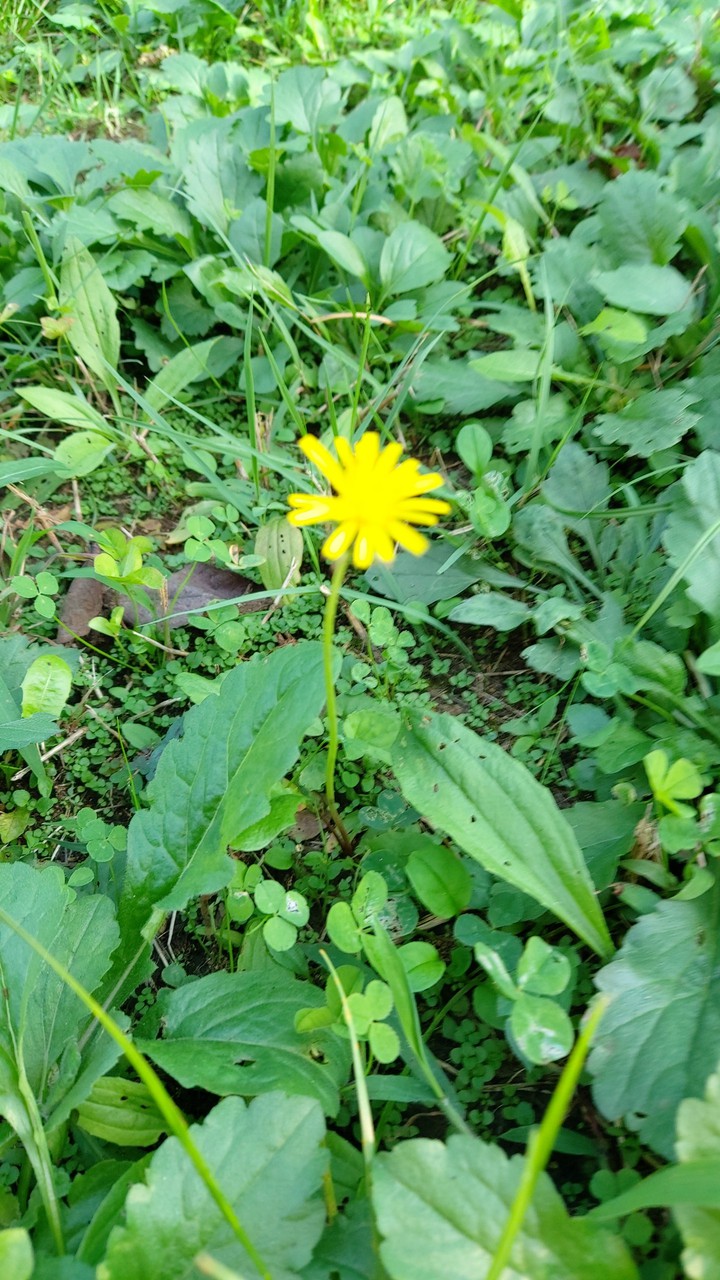 민들레꽃