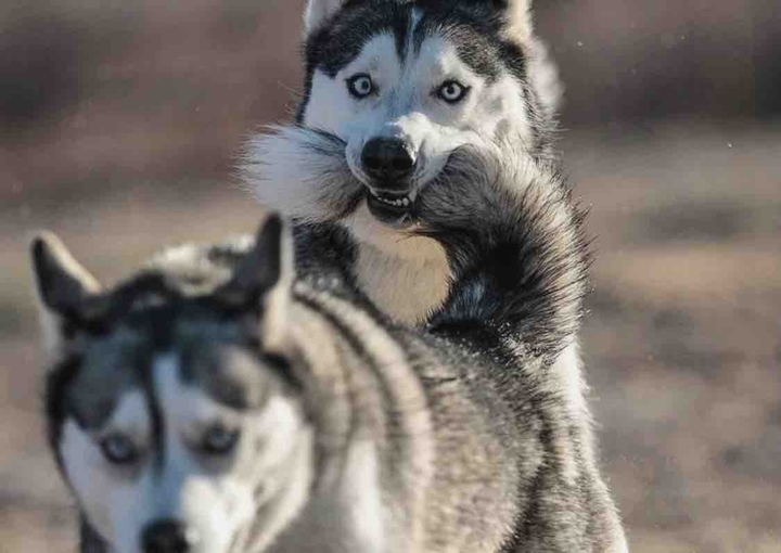 ✌️