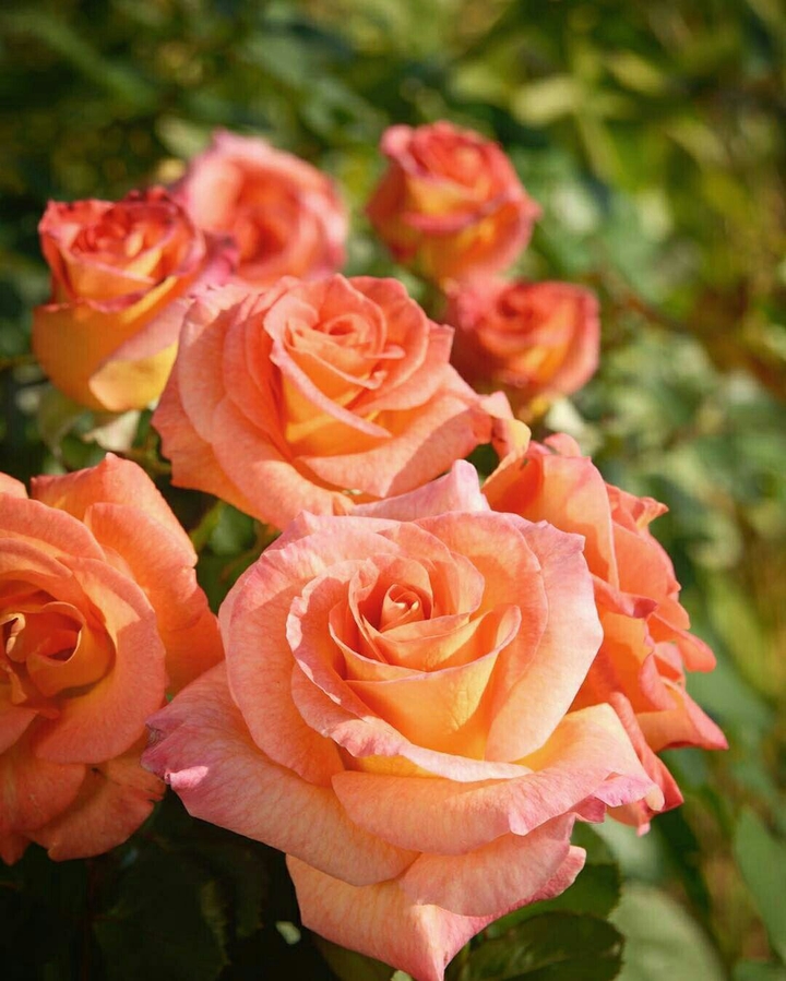 Roses