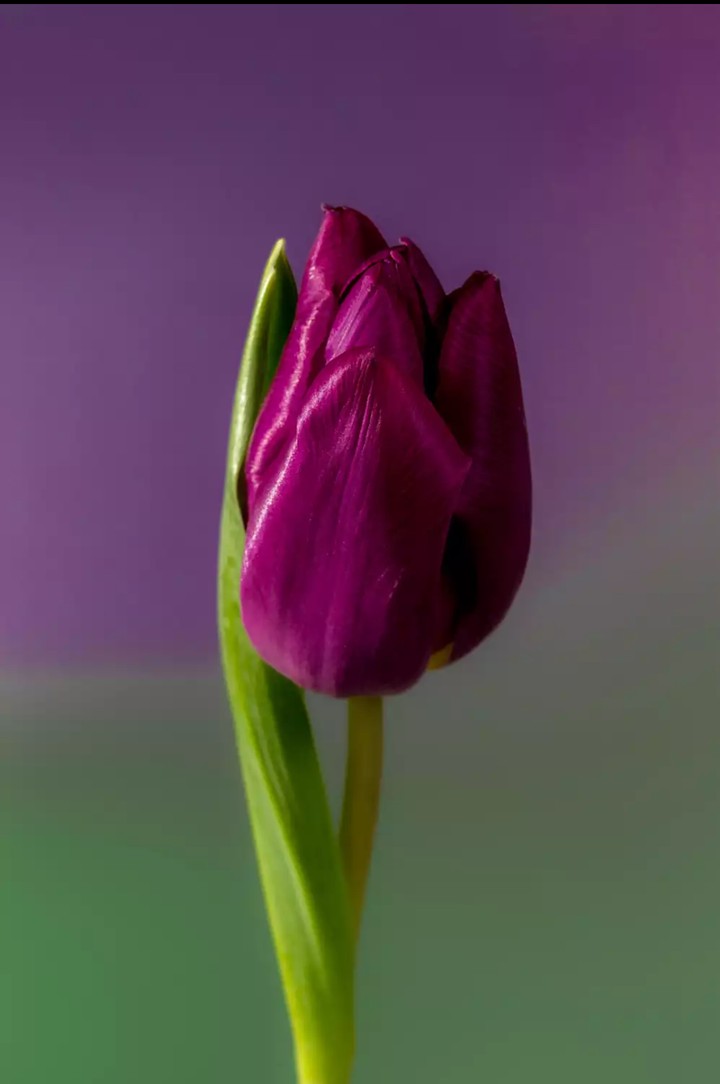 tulip