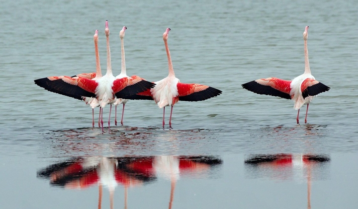 flamingo