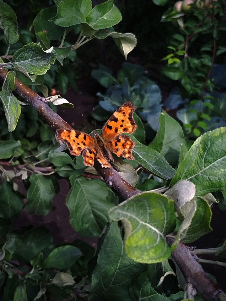 butterfly