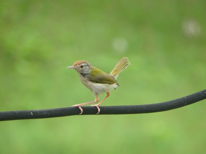 Little bird