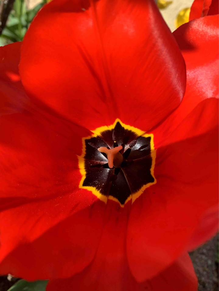 lady in red