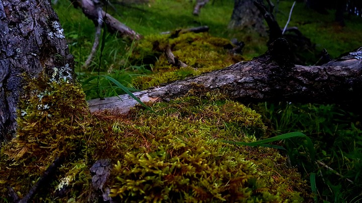 darkforest s8+pro mode