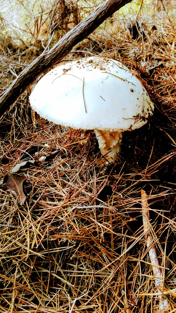 White mushroom