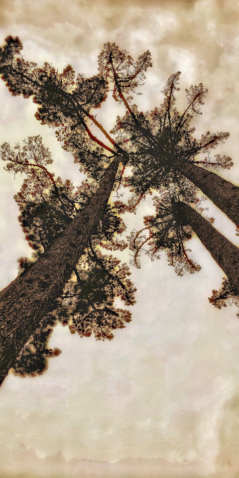 tall tree