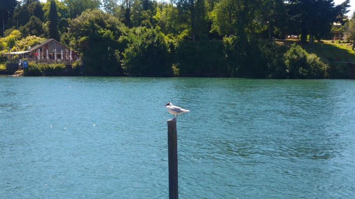 Gaviota en Valdivia