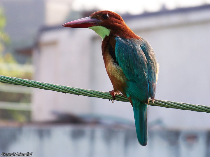 Kingfisher Bird