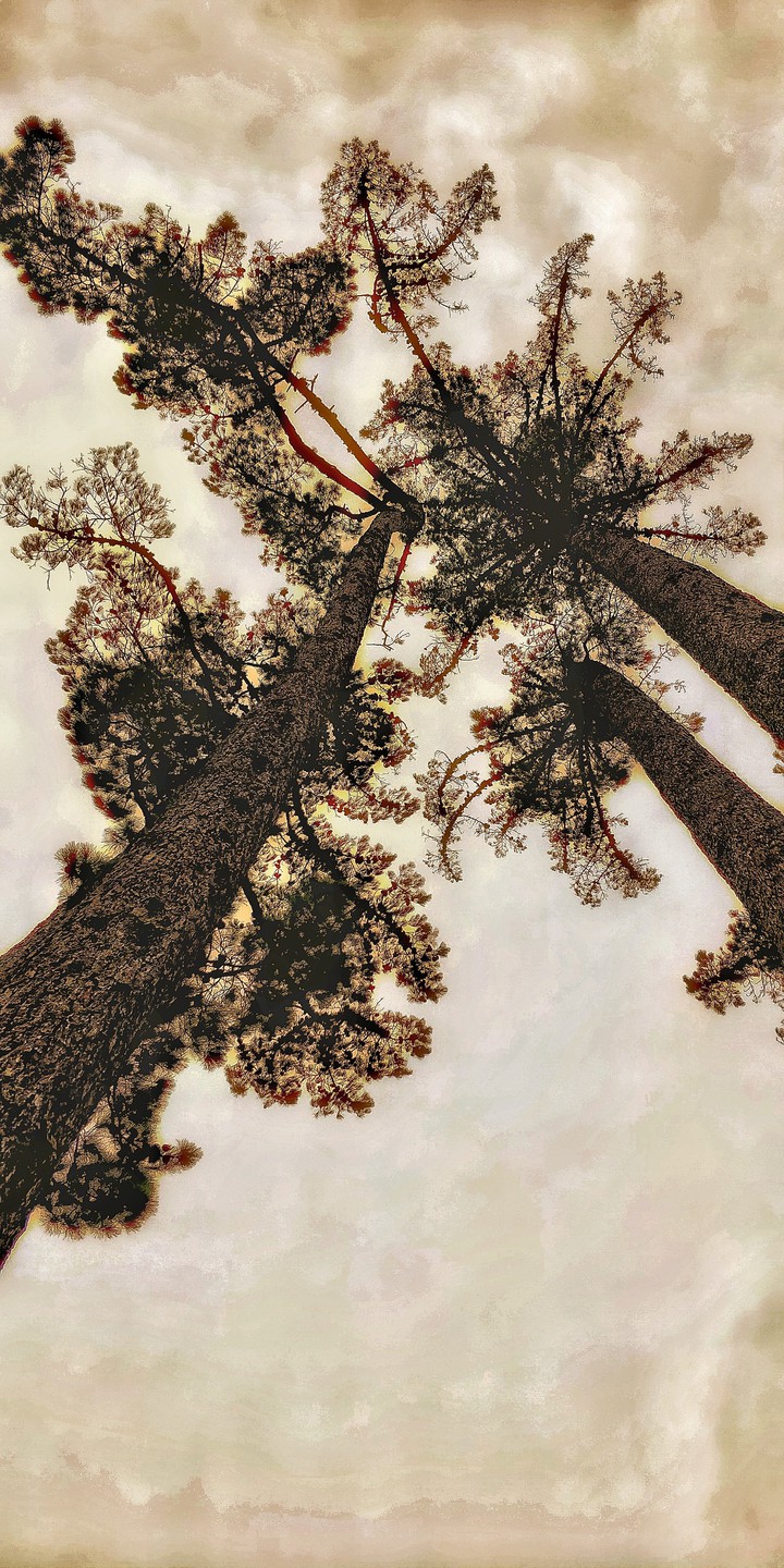 tall tree