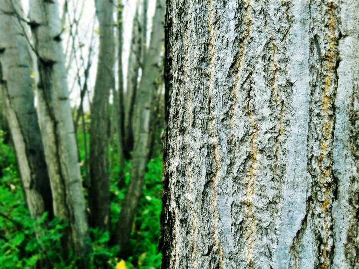 En el Bosque.