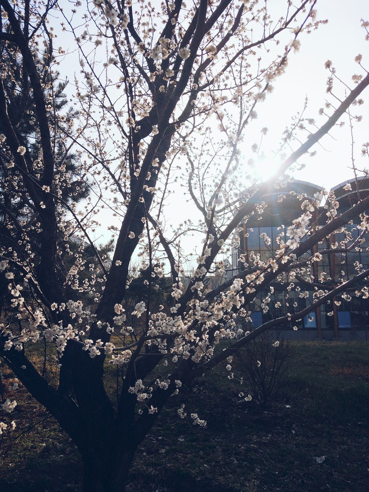 春天
