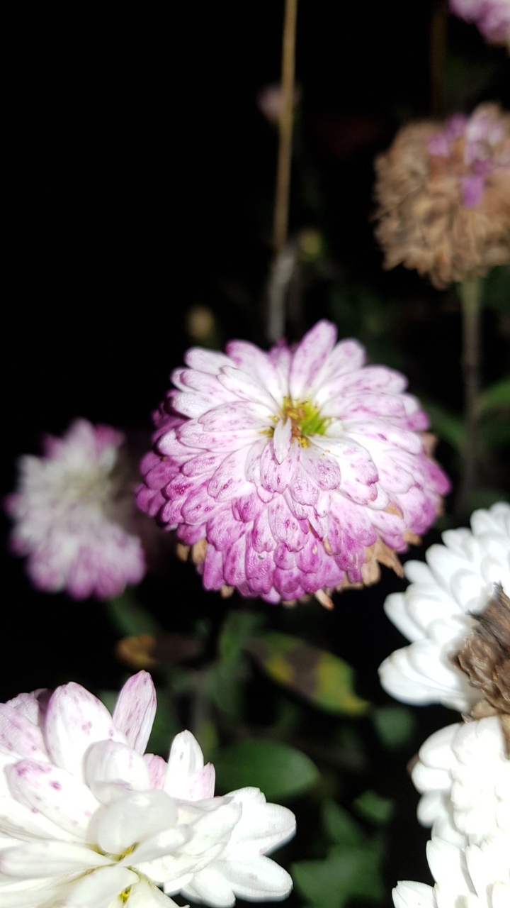 rose00