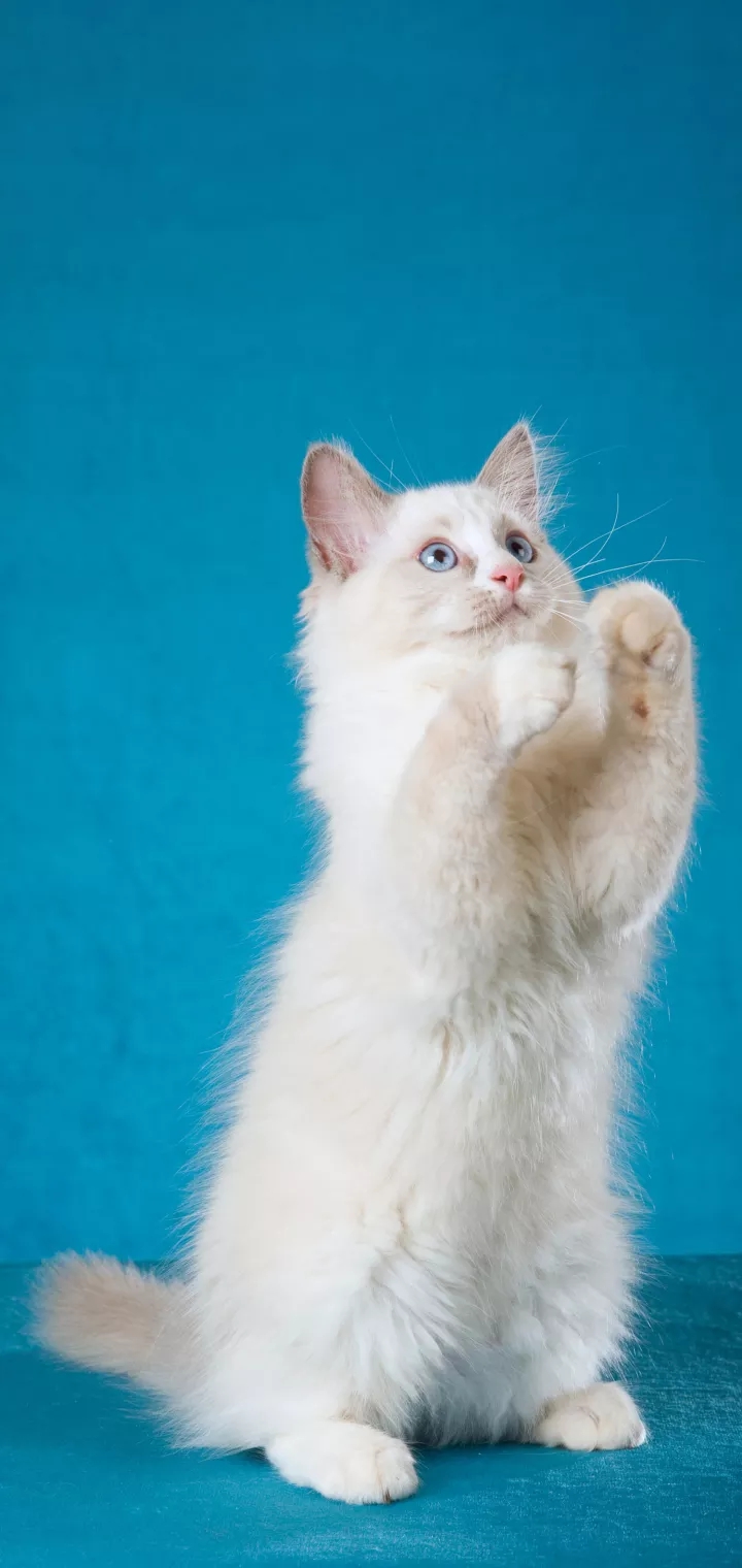 Ragdoll cat