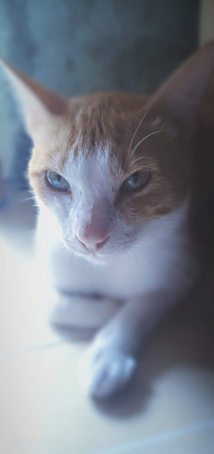 cat