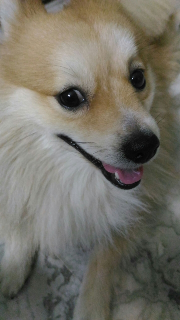 tozo2