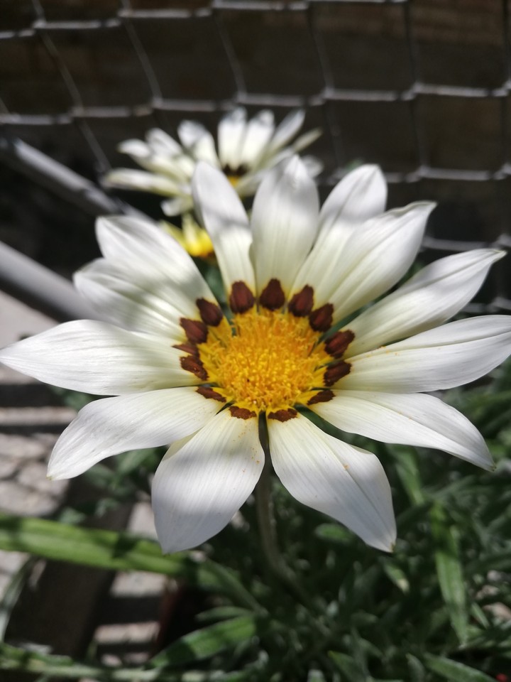 White perfection