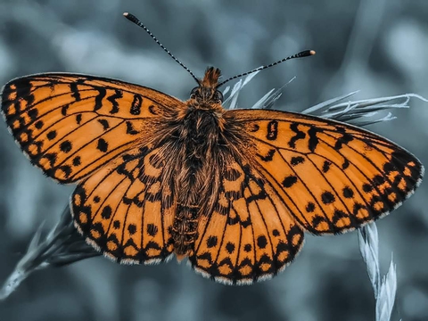 fondos de pantalla pollinator, butterfly