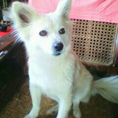 My lovely Honey