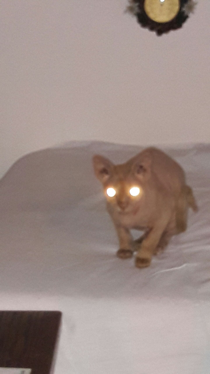 chat extraterrestre