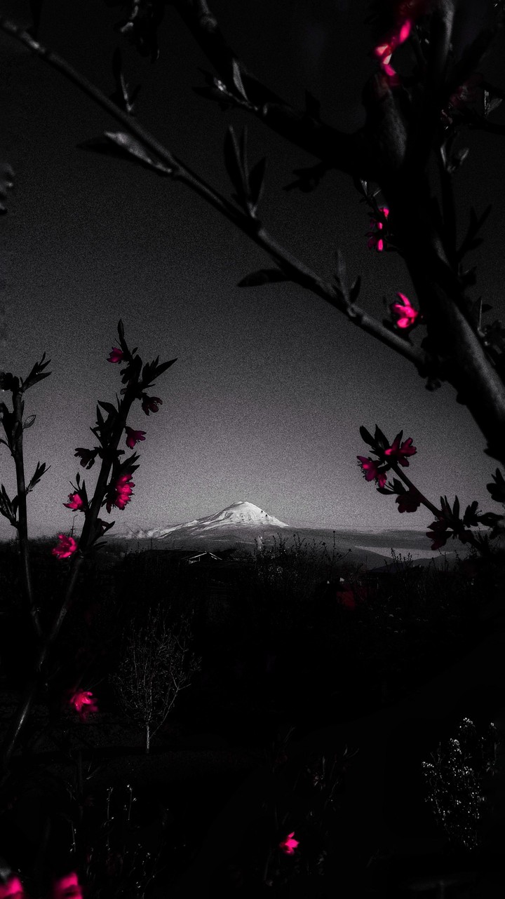Ararat