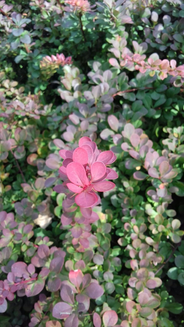 woody_plant