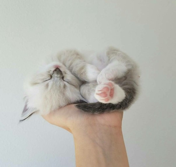 Котик