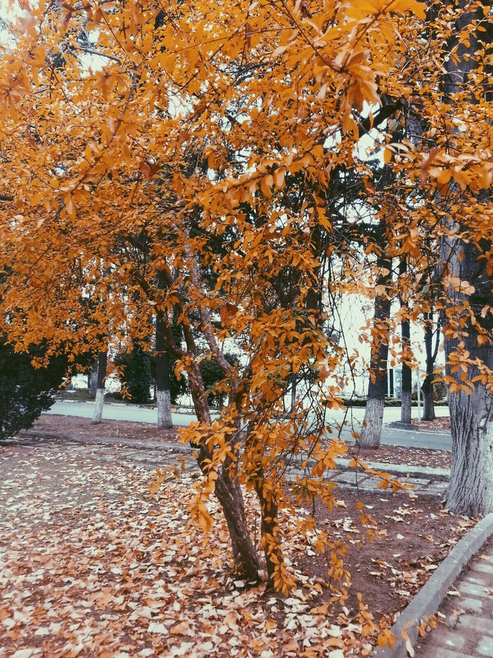 autumn