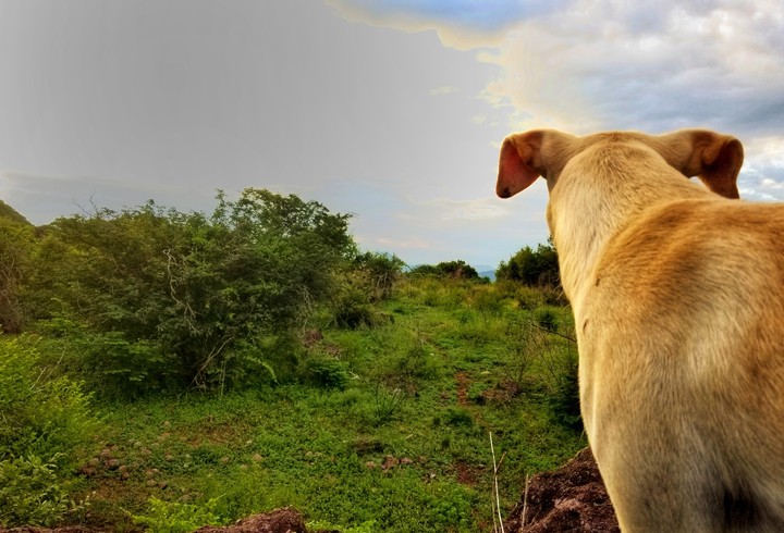 OSO MASCOTA, CERRO DE SAN LORENZO, GRO.