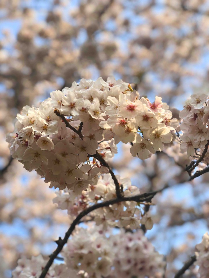 Blossom