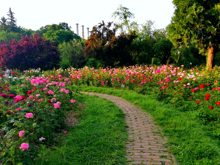 Roses