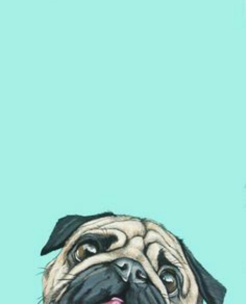 Little pug