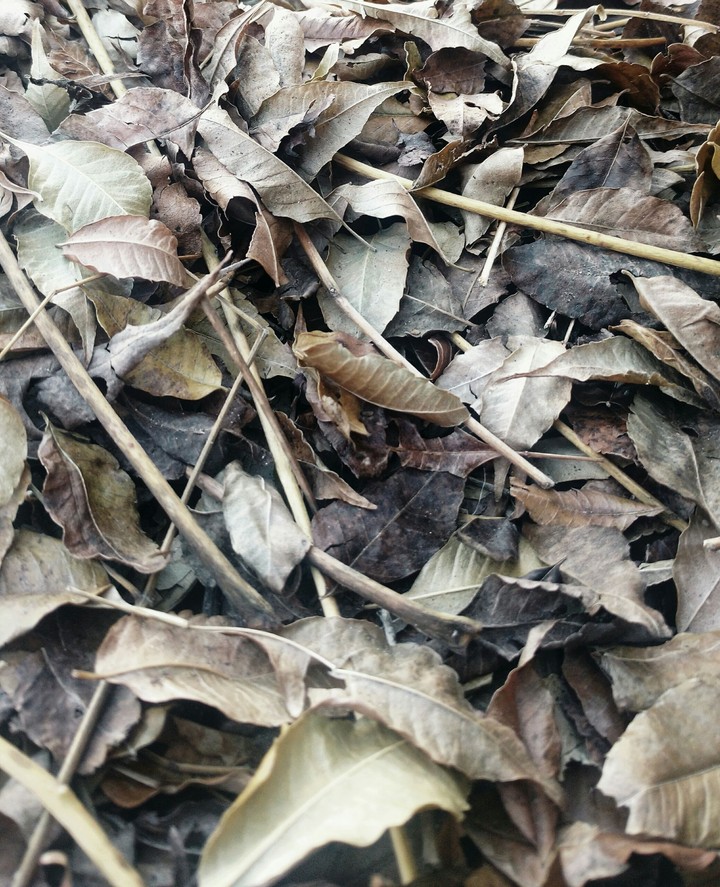 dry leaves