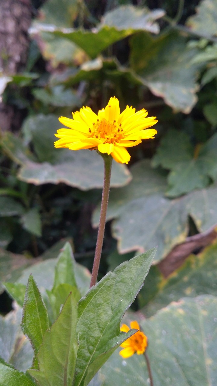 flor