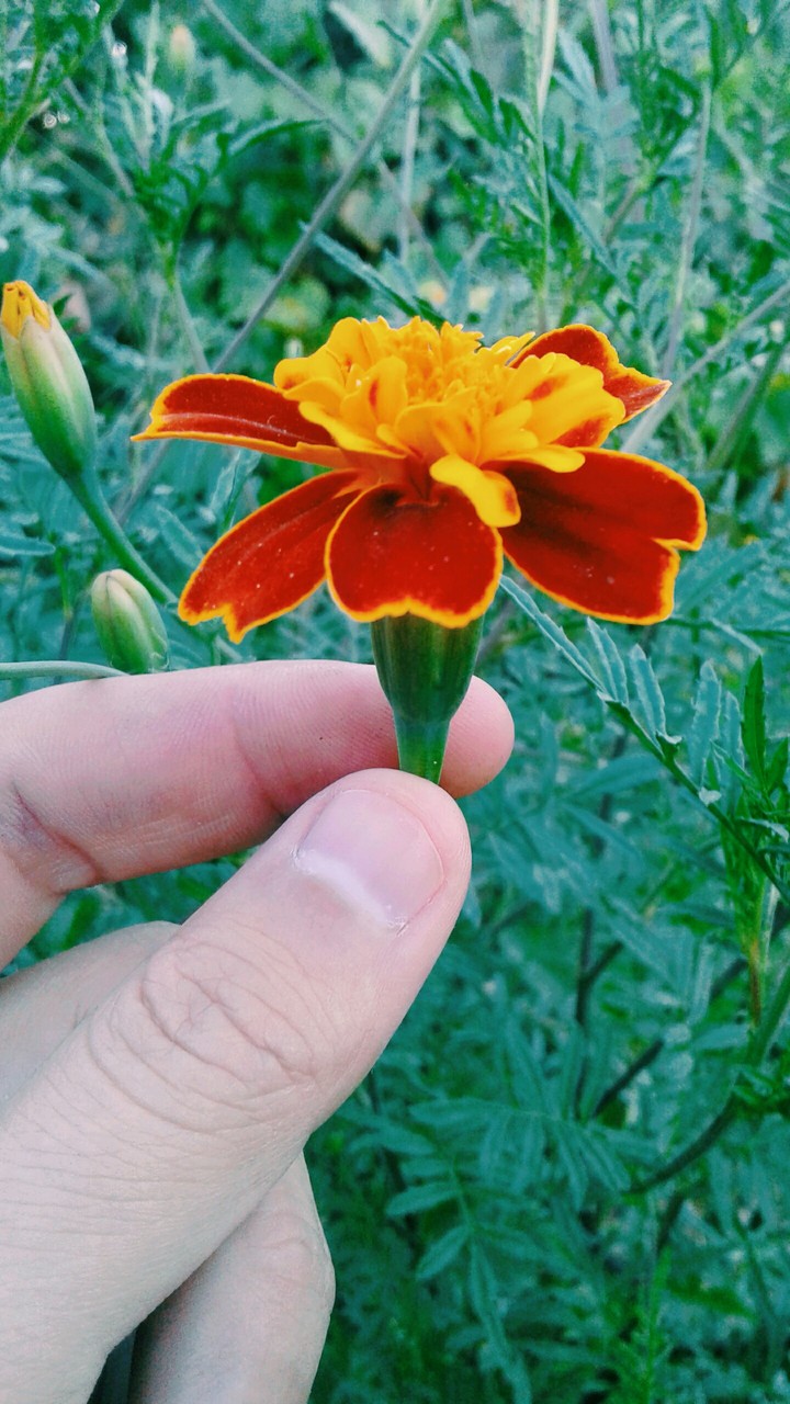 garden flower
