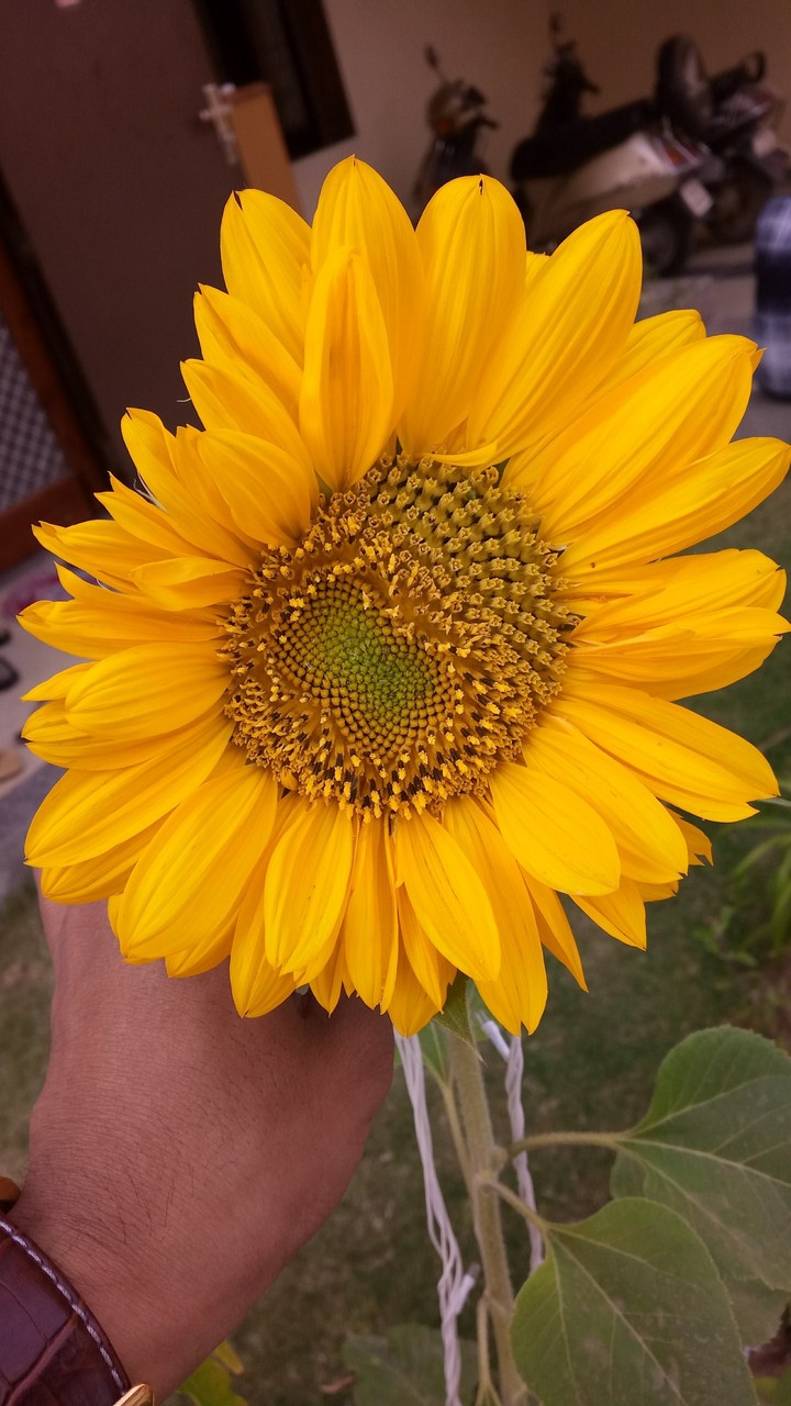 sunflower
