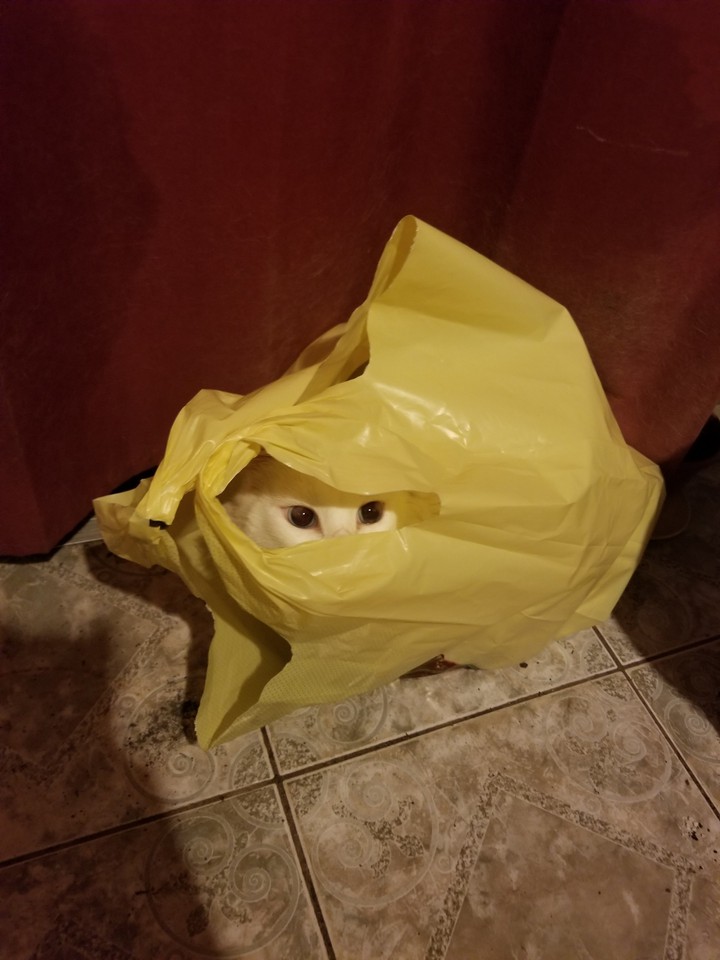 gata traviesa