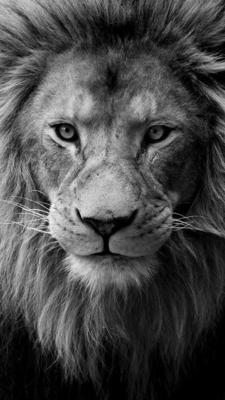 The King of the Animals
