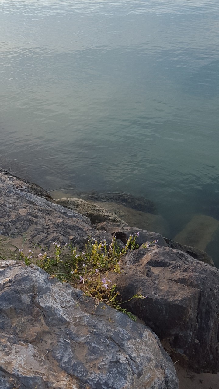 Mediterranean sea