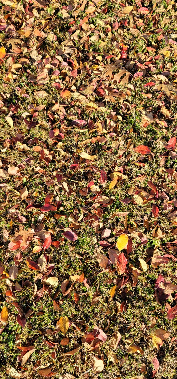 falling leaves
