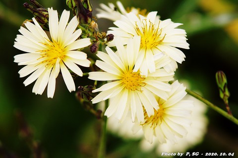 aster, 植物壁纸