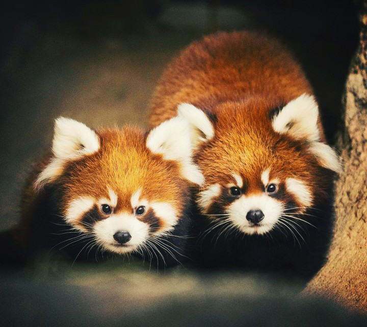 red pandas 