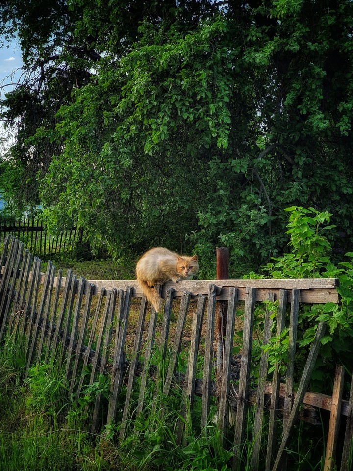 деревенская романтика