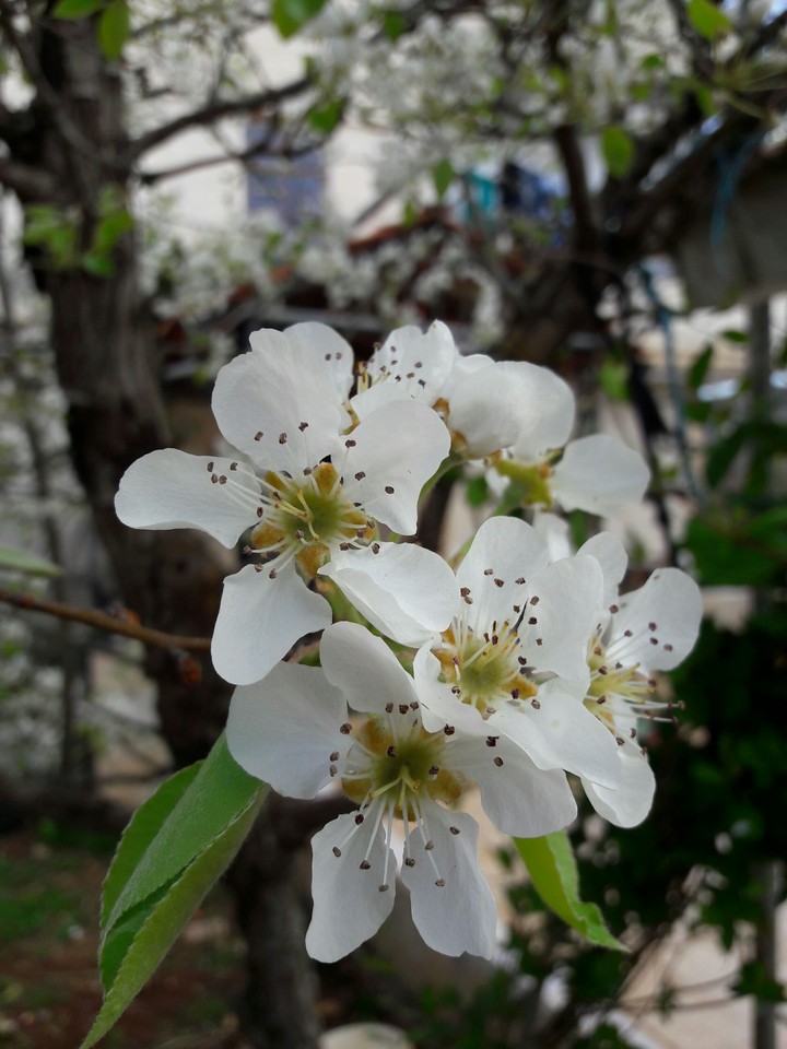 Lovely spring