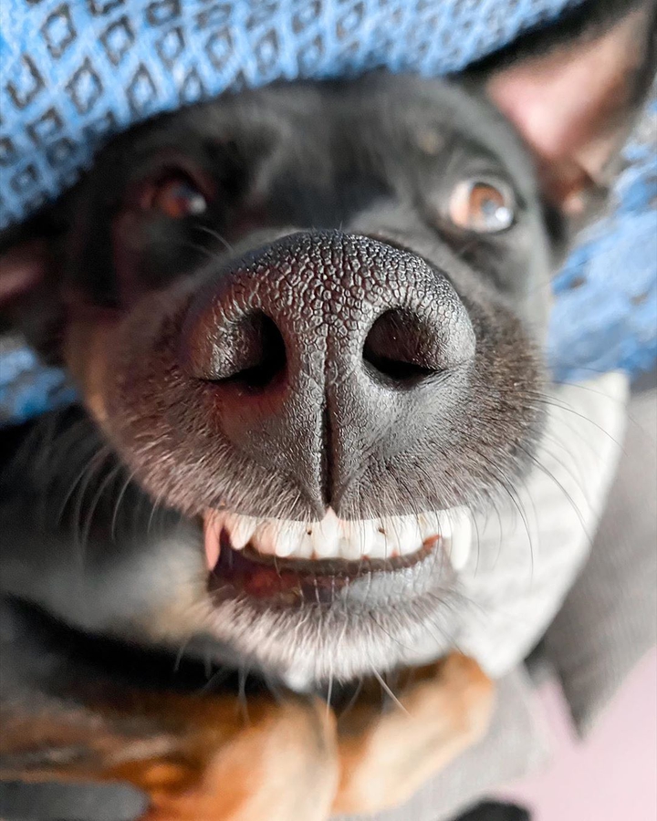 Dog
