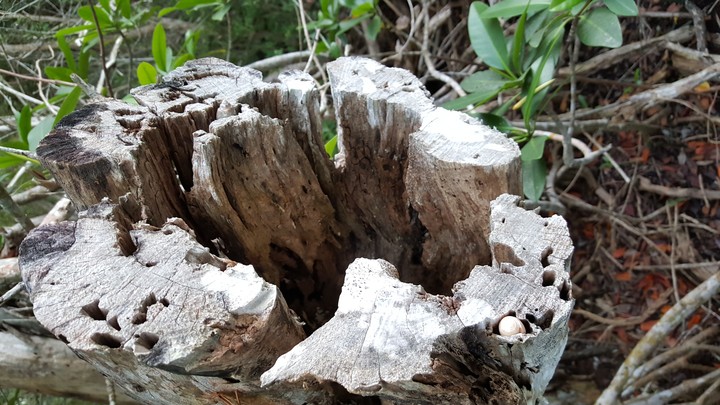 wooden stump sanibel