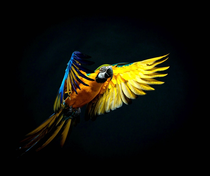 macaw